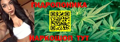 шишки Будённовск